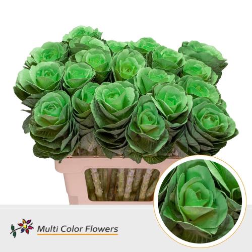 Brassica oleracea kleurbehandeld H%