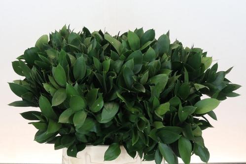 Ruscus hypophyllum (groot blad)