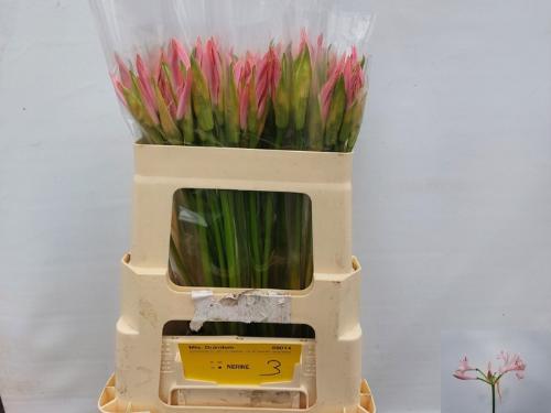 Nerine Bowdenii Grp 'Vesta K'