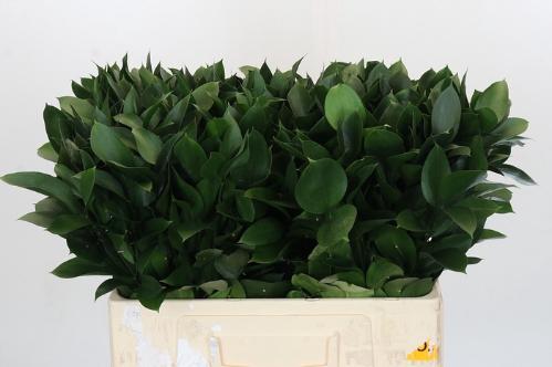Ruscus hypophyllum (groot blad)