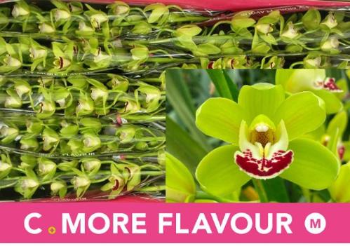 Cymbidium mini per tak Evergreen '...'