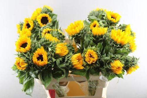 Helianthus annuus 'Orange Fire'