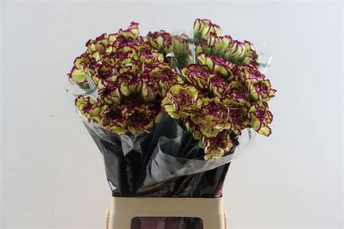 Dianthus standaard overig