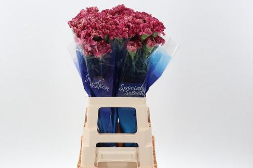 Dianthus standaard Viper Wine