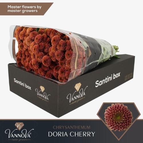 Chrysanthemum Indicum Grp tros santini Aaa Doria Cherry