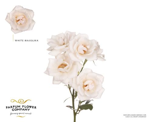 Rosa tros overig