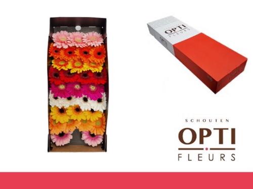 Gerbera mini gemengd op rij