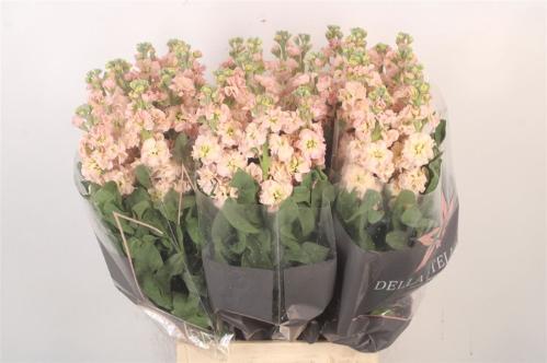 Matthiola incana 'Iron Apricot'