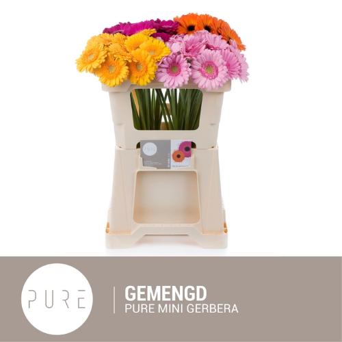 Gerbera mini gemengd