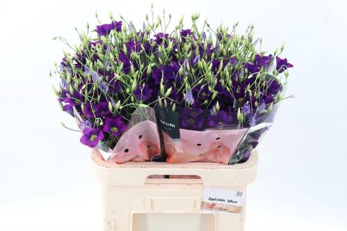 Eustoma russellianum enkelbloemig russellianum 'Botanic Blue'