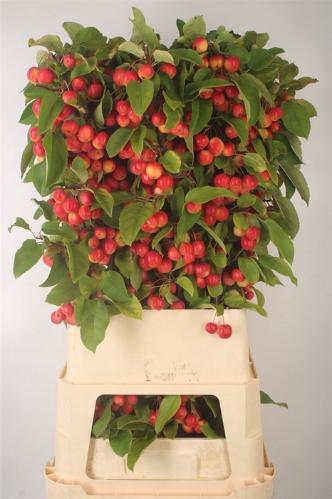 Siervruchten per tak Malus 'Red Sentinel'