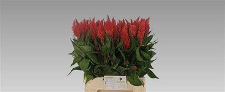 Celosia Plumosa Grp 'Kim Oranje'