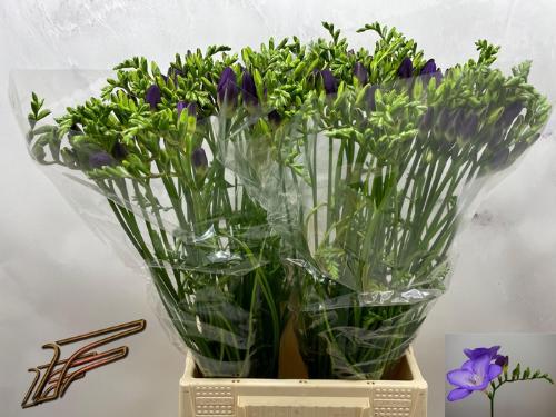 Freesia enkelbloemig 'Mercurius'