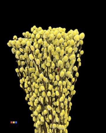 Salix H%