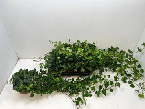 Hedera helix 'Wonder'