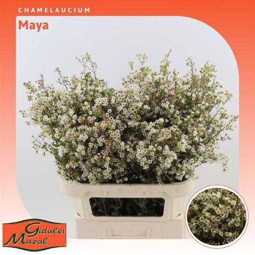 Chamelaucium 'Maya'