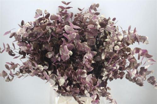 Eucalyptus cinerea kleurbehandeld per bos H%