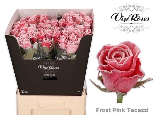 Rosa grootbloemig kleurbehandeld H%