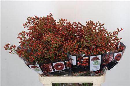 Rosa Autumn Rosefruits