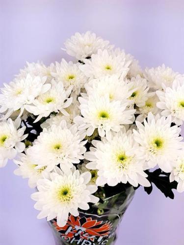 Chrysanthemum Indicum Grp tros kas Bonita