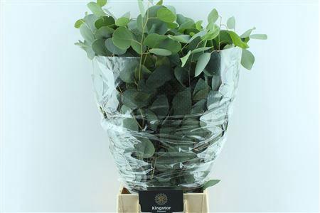 Lilium Aziatische Grp 'Atlanta'