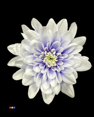 Chrysanthemum Indicum Grp tros kas kleurbehandeld H%