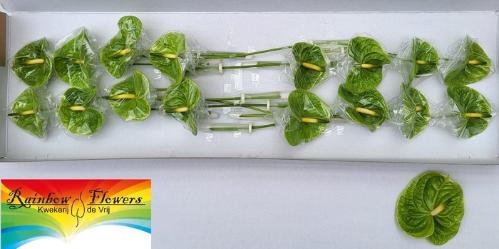 Anthurium Andreanum Grp 'Midori'