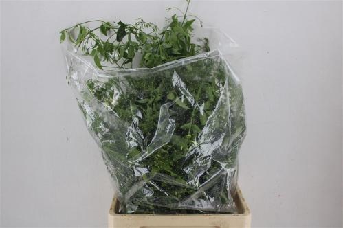 Decoratiegroen overig per bos