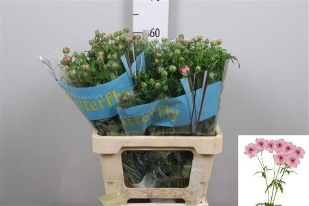 Ranunculus Butterfly Jupiter