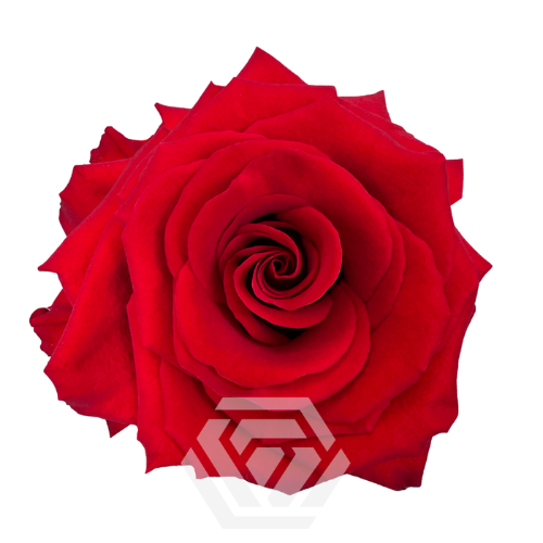 Rosa grootbloemig overig