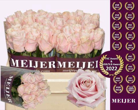 Rosa grootbloemig Sweet Avalanche +