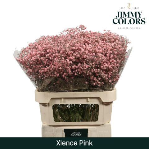 Gypsophila overig kleurbehandeld H%