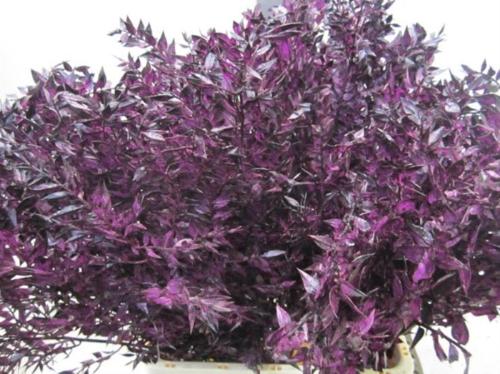 Ruscus kleurbehandeld H%