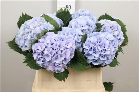 Hydrangea macrophylla 'Lolly Pop' (blauw)
