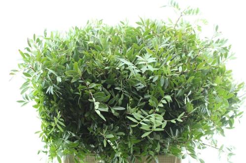Pistacia sp. (blad)