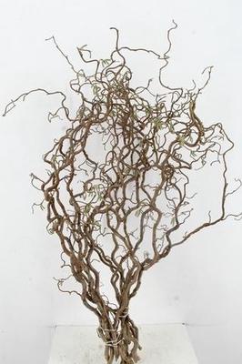 Corylus avellana 'Contorta'