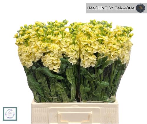 Matthiola incana 'Iron Deep Yellow'