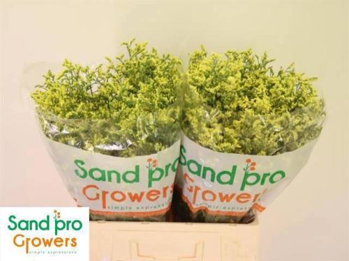 Limonium sinensis China Summer