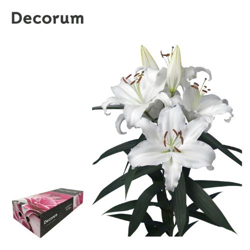 Lilium Oriental Grp 'Universe'