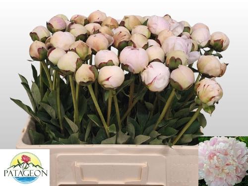 Paeonia Lactiflora Grp 'Odile'