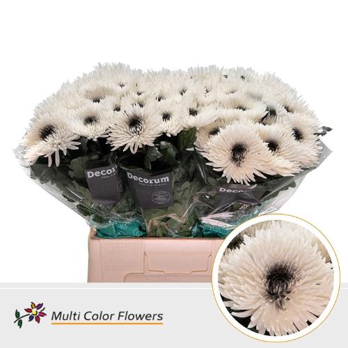 Chrysanthemum geplozen kas kleurbehandeld H%
