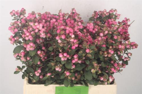 Symphoricarpos (Pink Berry Grp) Magical Ruby Falls