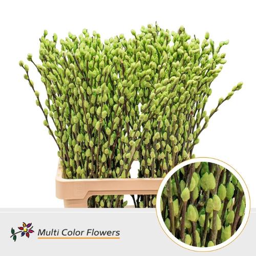 Salix caprea 'Snow Flake' kleurbehandeld H%