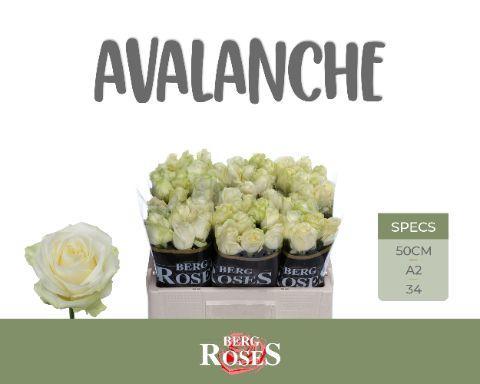 Rosa grootbloemig Avalanche+