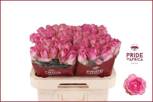 Rosa grootbloemig Avalanche Candy+