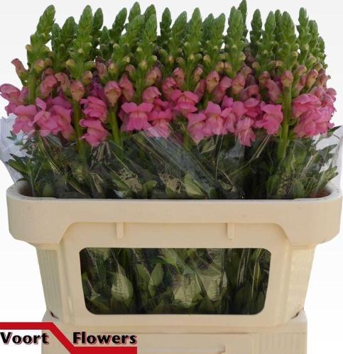 Antirrhinum majus 'Cool Rose'