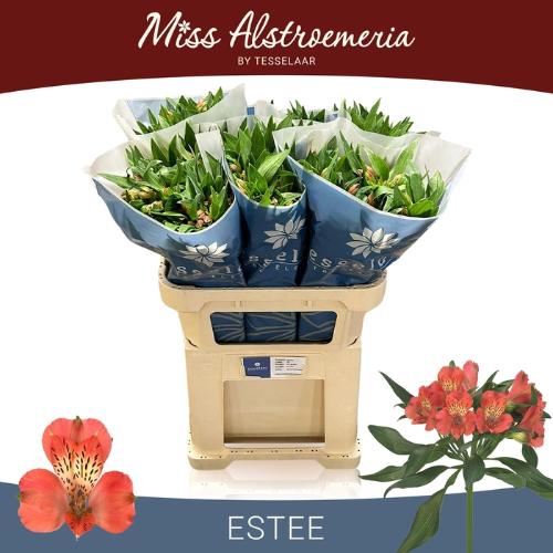 Alstroemeria Estee