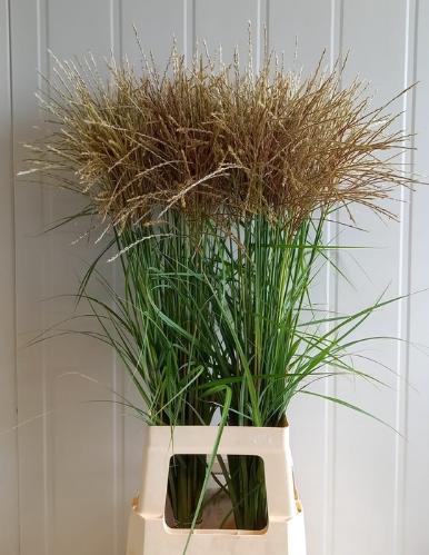 Miscanthus sinensis 'Ferner Osten' (wit)