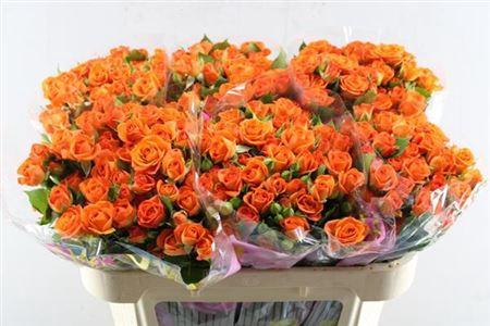 Rosa tros Babe