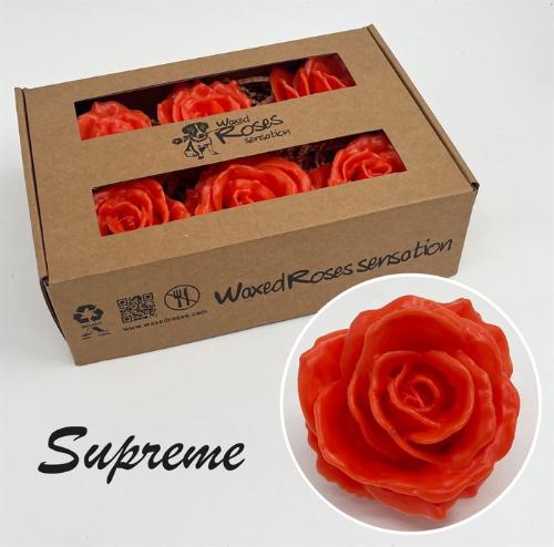 Rosa grootbloemig gewaxt H%